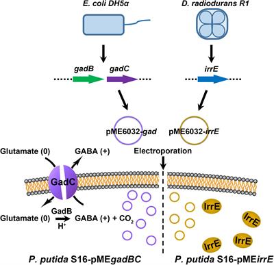 Enhancing Bioremediation Potential of Pseudomonas putida by Developing Its Acid Stress Tolerance With Glutamate Decarboxylase Dependent System and Global Regulator of Extreme Radiation Resistance